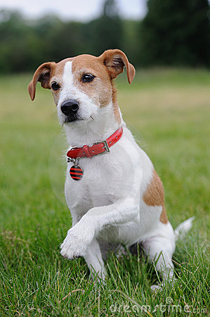 Jack Russell Terrier:  Faster Than a Bad President