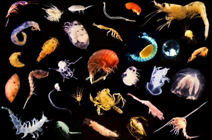 Image result for secret life of plankton