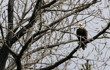 A Bald Eagle Roosting in a Tree Near the Pentagon